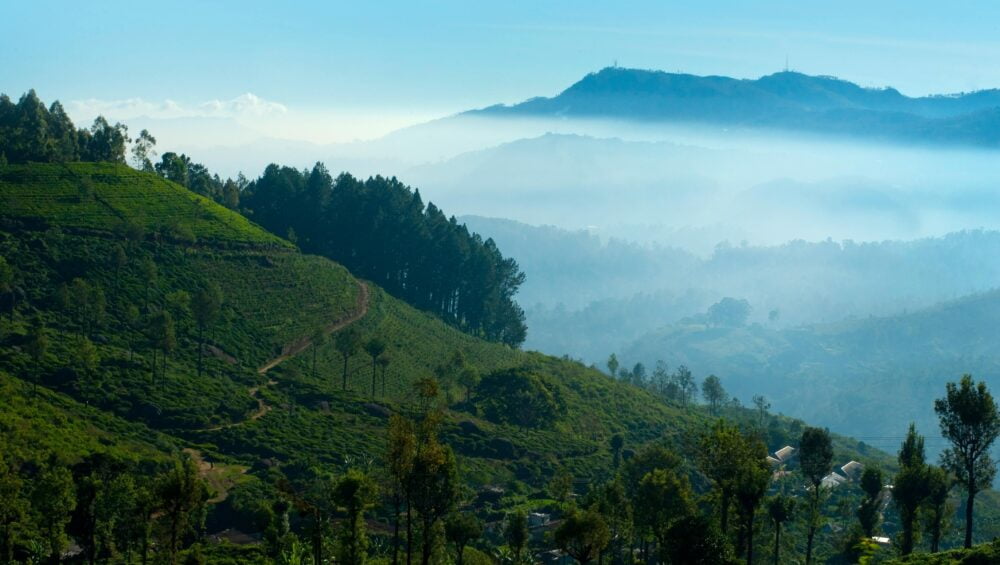 The Story of How Ceylon Lover’s Tea Was Born